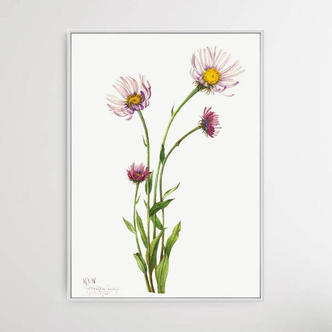 Erigeron Salsuginosus (1925) by Mary Vaux Walcott - I Heart Wall Art