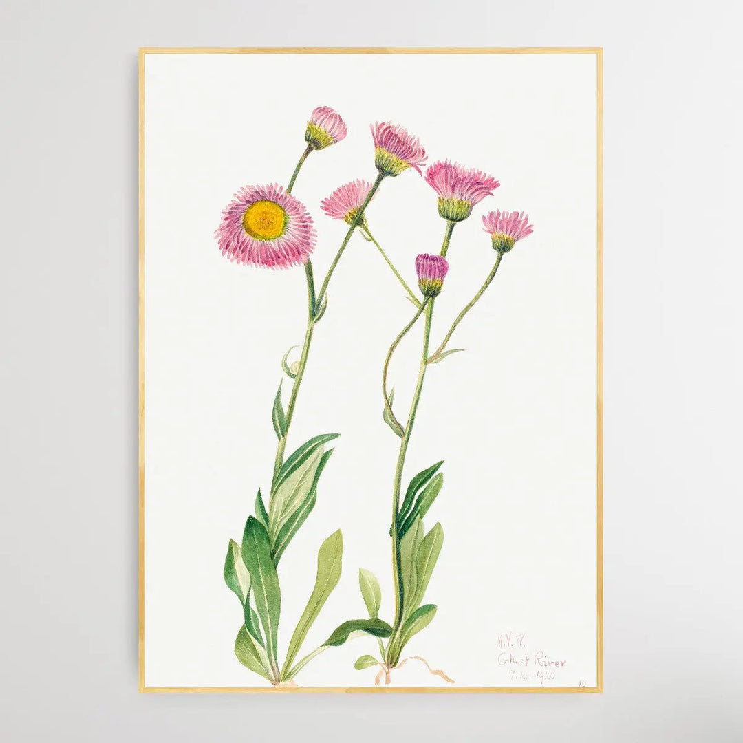 Copy of Elaeagnus commutata (1922) by Mary Vaux Walcott I Heart Wall Art Australia 