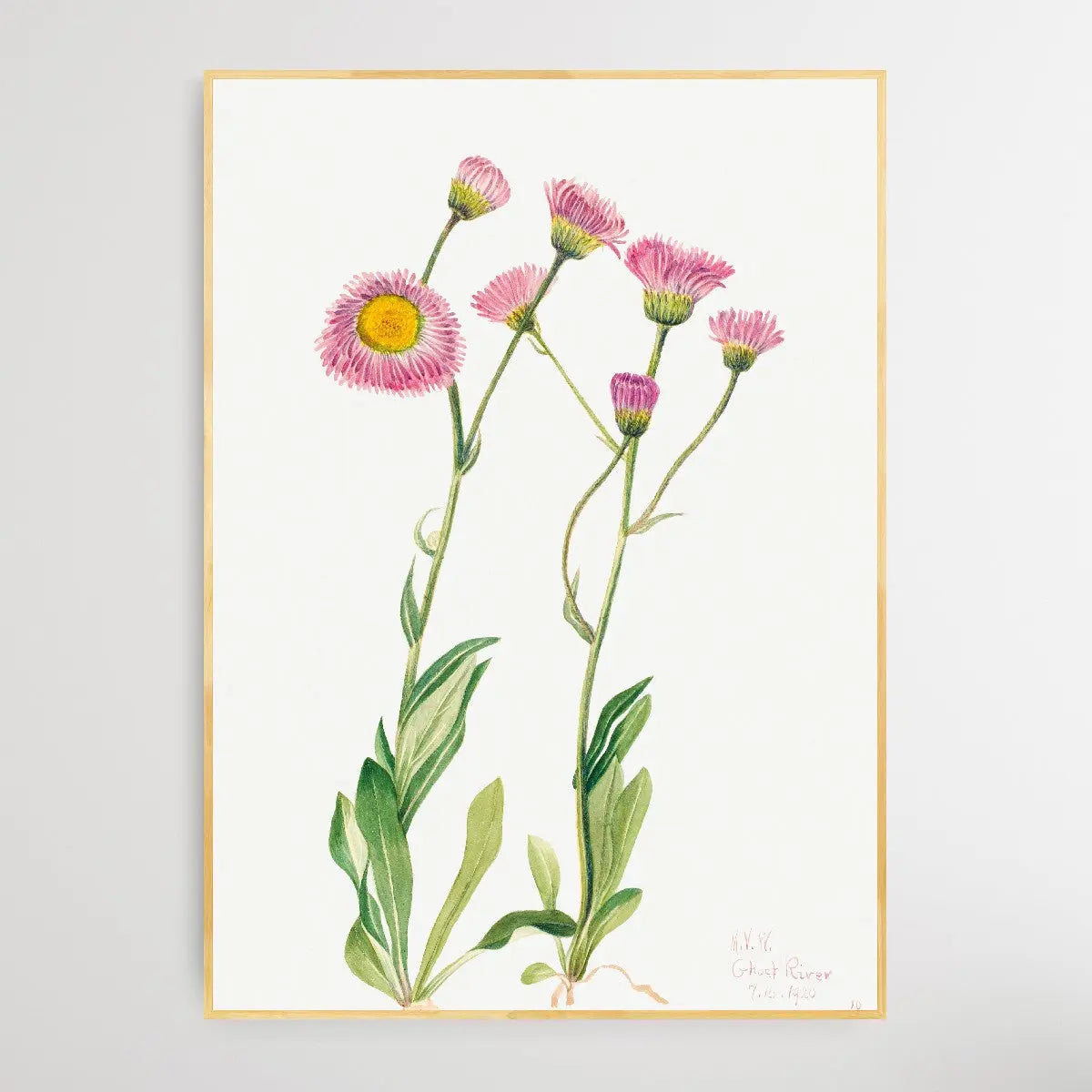 Copy of Elaeagnus commutata (1922) by Mary Vaux Walcott I Heart Wall Art Australia 