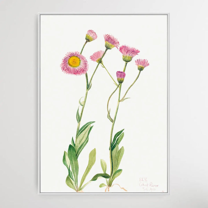 Copy of Elaeagnus commutata (1922) by Mary Vaux Walcott I Heart Wall Art Australia 