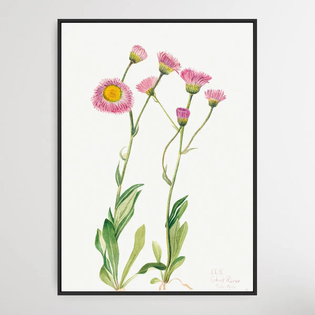 Copy of Elaeagnus commutata (1922) by Mary Vaux Walcott I Heart Wall Art Australia 