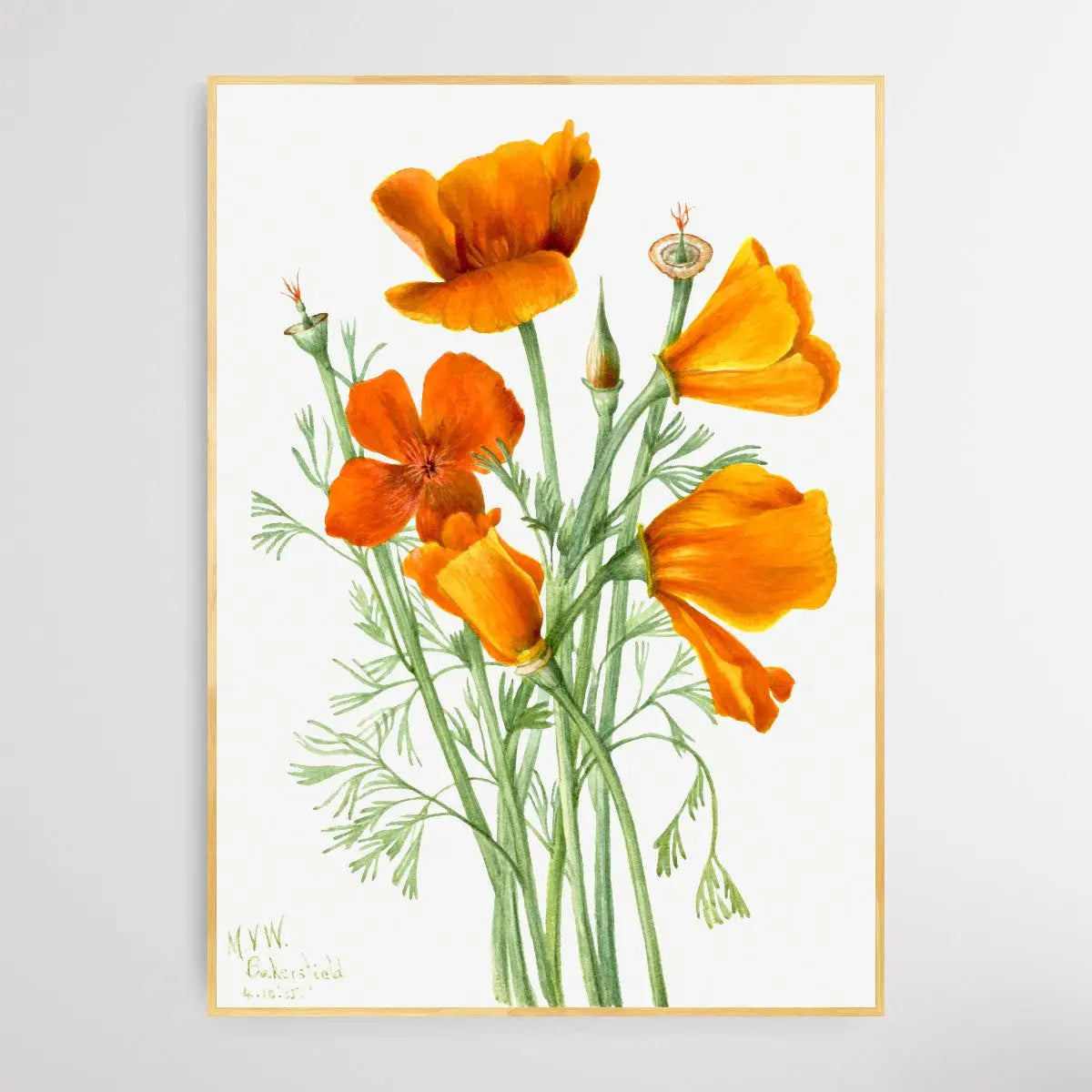 Eschscholtzia californica (1935) by Mary Vaux Walcott I Heart Wall Art Australia 