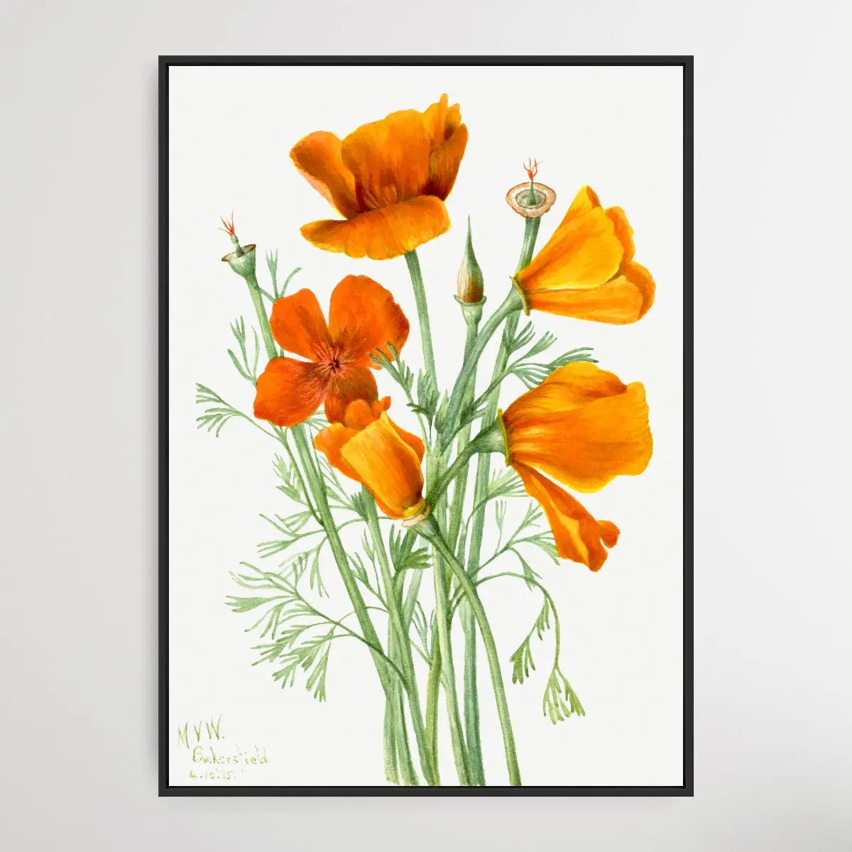 Eschscholtzia californica (1935) by Mary Vaux Walcott I Heart Wall Art Australia 