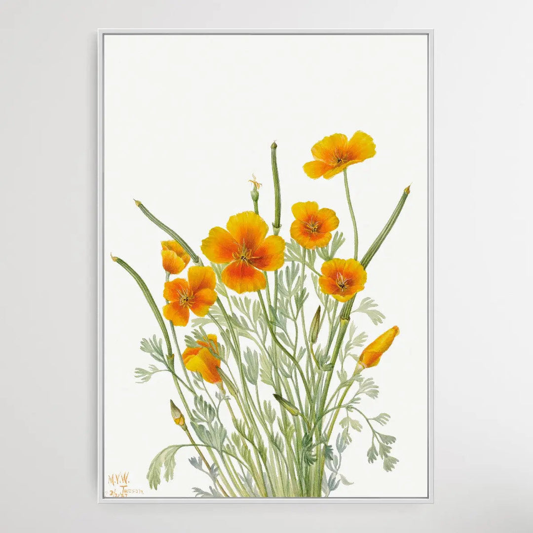 Eschscholtzia mexicana (1927) by Mary Vaux Walcott I Heart Wall Art Australia 