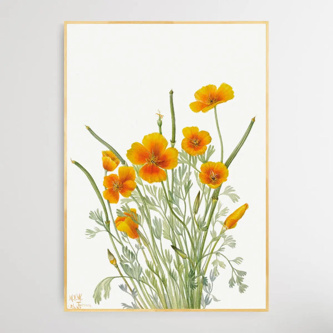 Eschscholtzia mexicana (1927) by Mary Vaux Walcott I Heart Wall Art Australia 