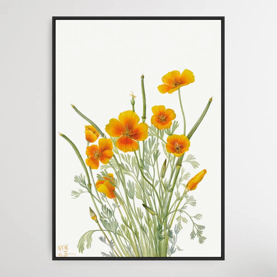 Eschscholtzia mexicana (1927) by Mary Vaux Walcott I Heart Wall Art Australia 