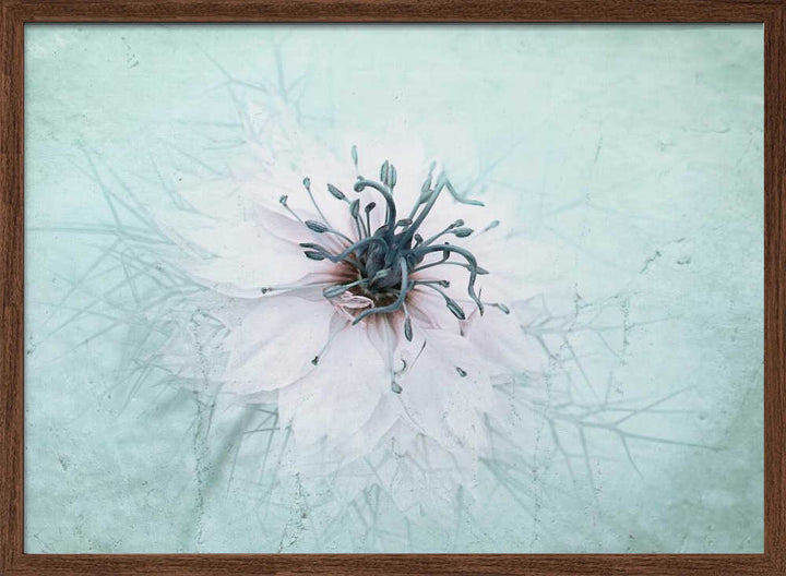 Ethereal Aqua Flower - Floral Photographic Stretched Canvas Poster or Fine Art Print