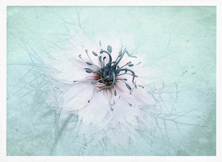 Ethereal Aqua Flower - Floral Photographic Stretched Canvas Poster or Fine Art Print