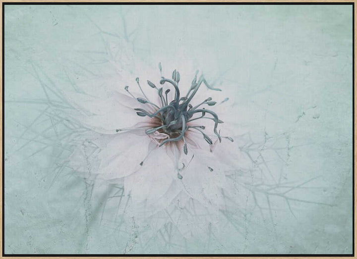 Ethereal Aqua Flower - Floral Photographic Stretched Canvas Poster or Fine Art Print