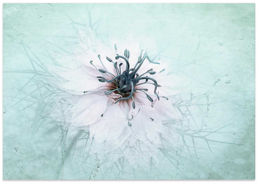 Ethereal Aqua Flower - Floral Photographic Stretched Canvas Poster or Fine Art Print