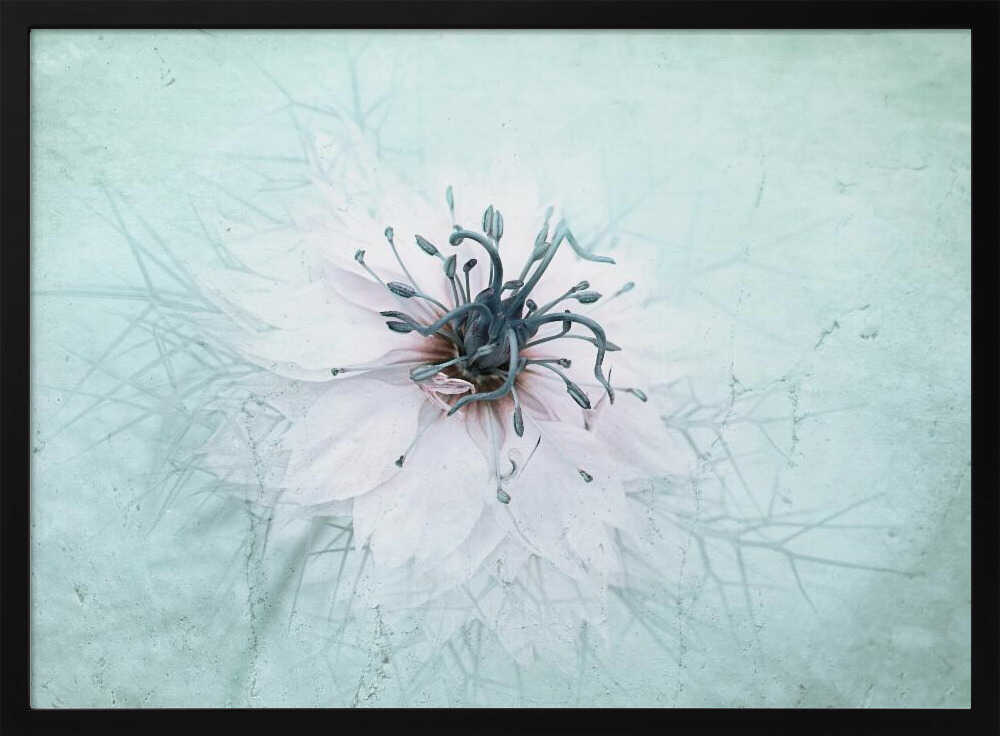 Ethereal Aqua Flower - Floral Photographic Stretched Canvas Poster or Fine Art Print