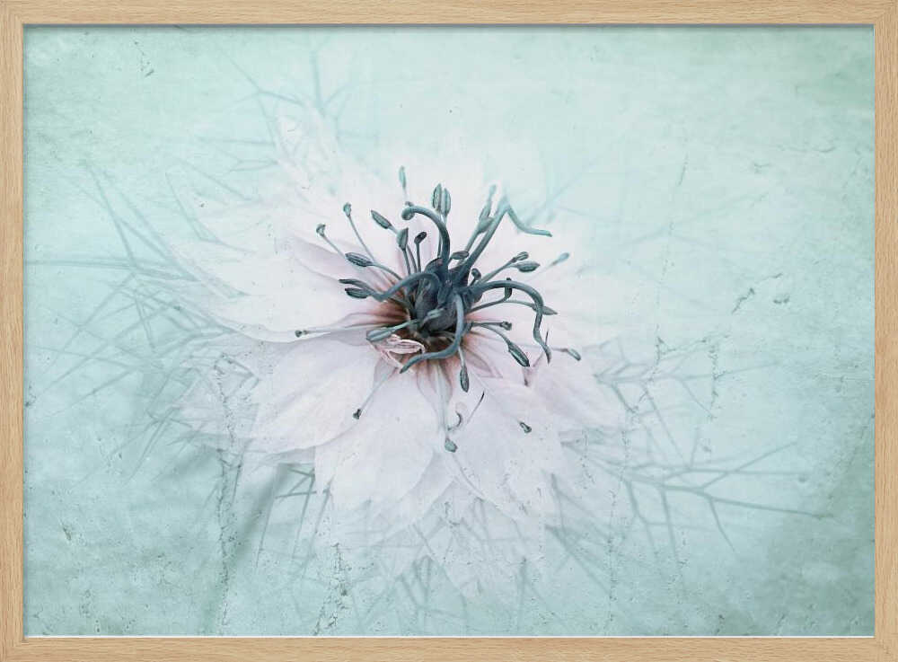 Ethereal Aqua Flower - Floral Photographic Stretched Canvas Poster or Fine Art Print