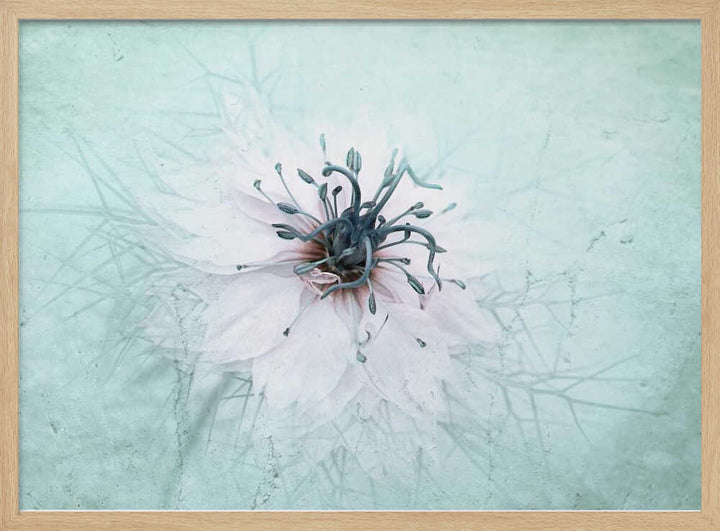 Ethereal Aqua Flower - Floral Photographic Stretched Canvas Poster or Fine Art Print