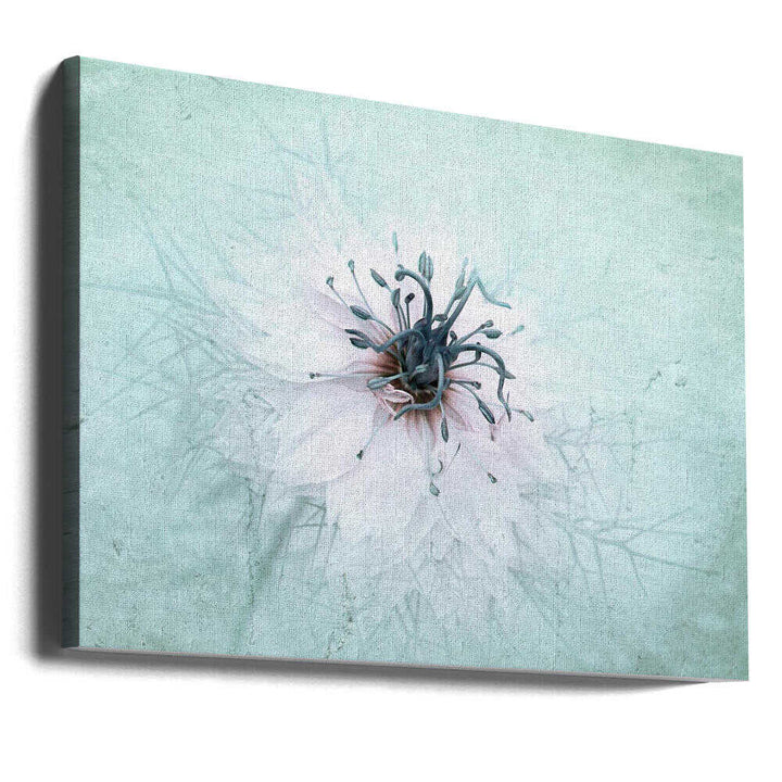 Ethereal Aqua Flower - Floral Photographic Stretched Canvas Poster or Fine Art Print
