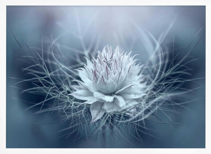 Ethereal Blue Bloom - Stretched Canvas Poster or Fine Art Print