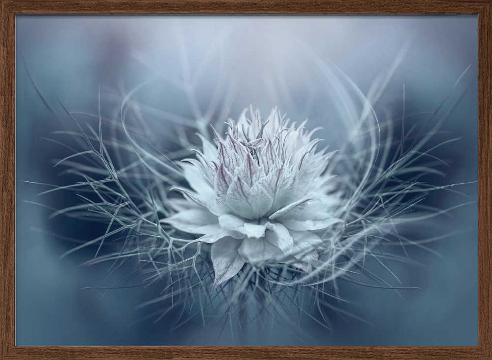 Ethereal Blue Bloom - Stretched Canvas Poster or Fine Art Print