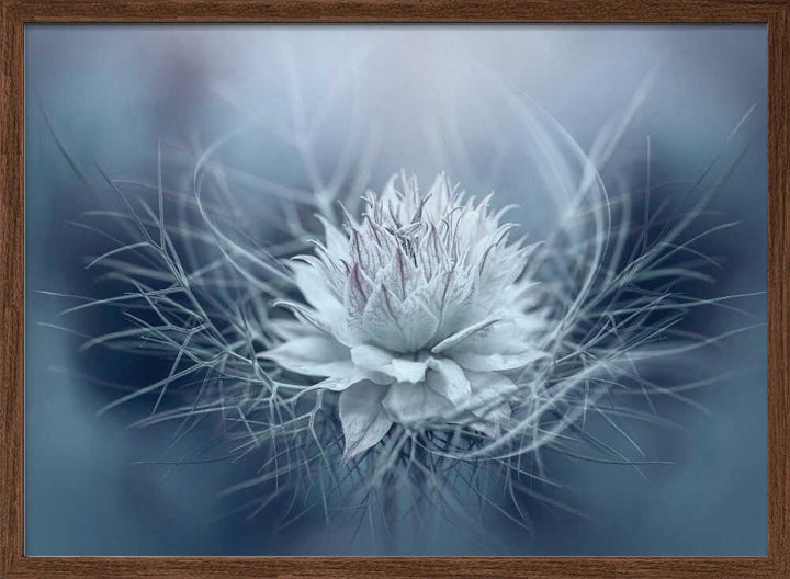 Ethereal Blue Bloom - Stretched Canvas Poster or Fine Art Print