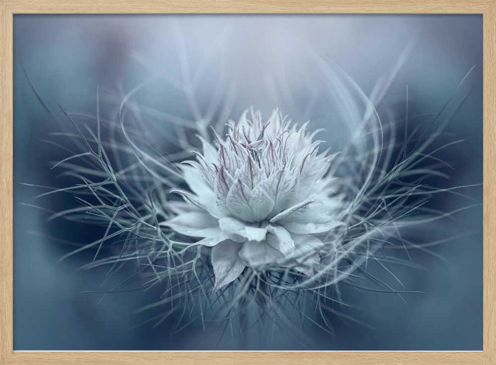 Ethereal Blue Bloom - Stretched Canvas Poster or Fine Art Print