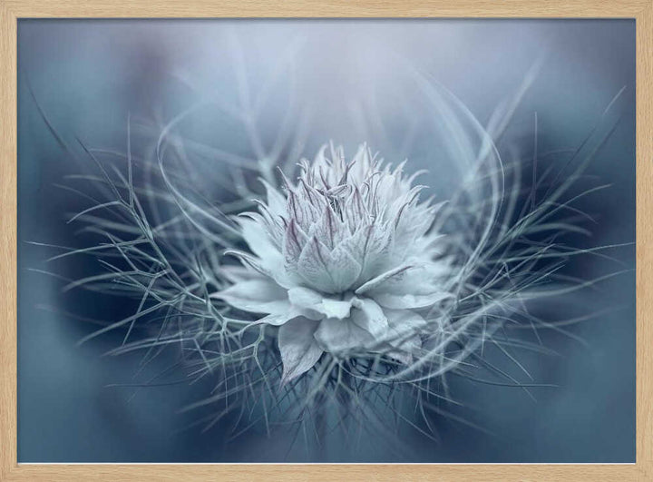 Ethereal Blue Bloom - Stretched Canvas Poster or Fine Art Print