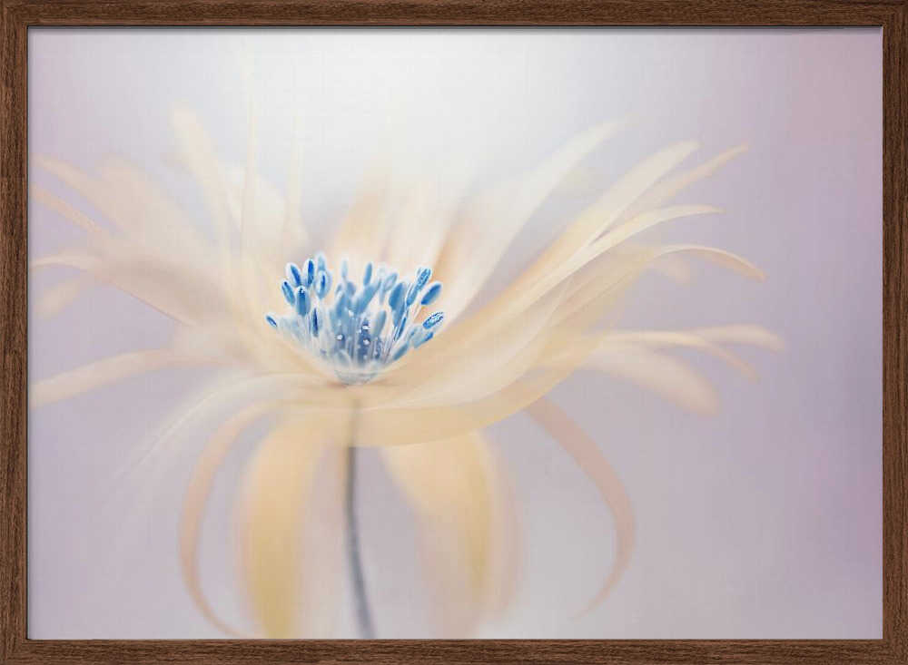 Ethereal Blue Bloom - Floral Photographic Stretched Canvas Poster or Fine Art Print
