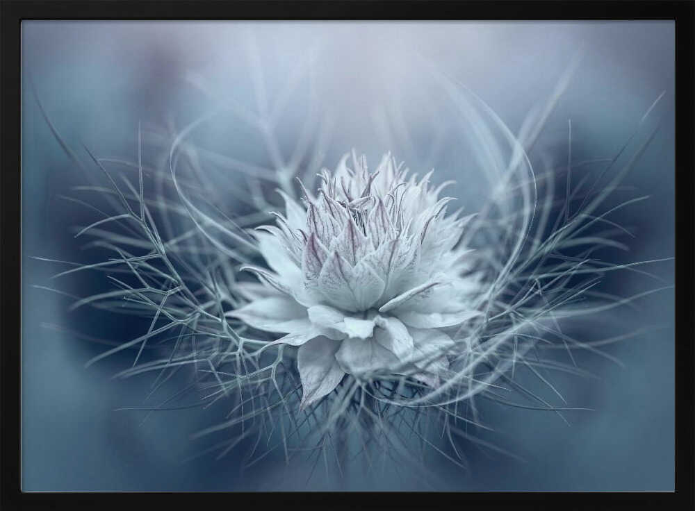 Ethereal Blue Bloom - Stretched Canvas Poster or Fine Art Print