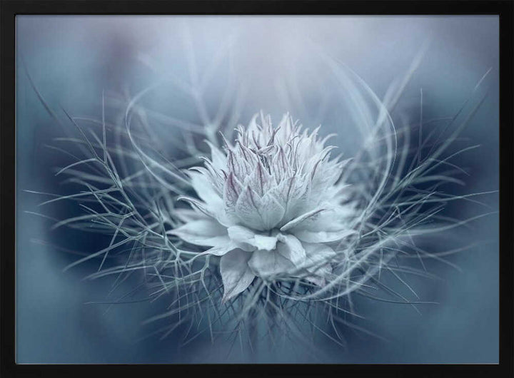 Ethereal Blue Bloom - Stretched Canvas Poster or Fine Art Print