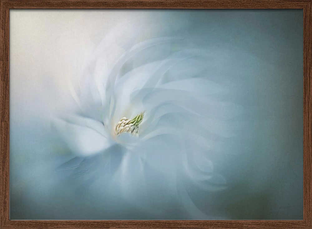 Ethereal Blue Bloom - Floral Photographic Stretched Canvas Poster or Fine Art Print