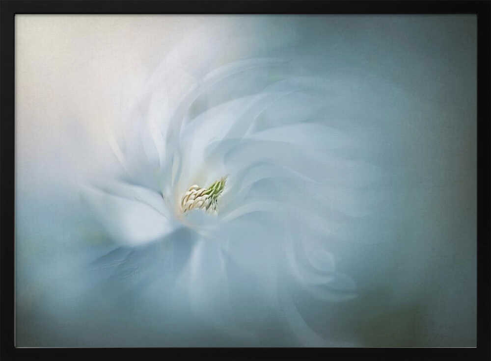 Ethereal Blue Bloom - Floral Photographic Stretched Canvas Poster or Fine Art Print