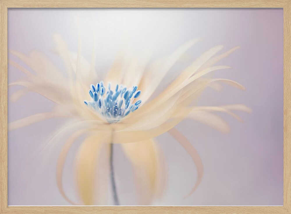 Ethereal Blue Bloom - Floral Photographic Stretched Canvas Poster or Fine Art Print