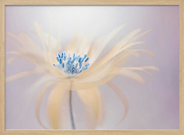 Ethereal Blue Bloom - Floral Photographic Stretched Canvas Poster or Fine Art Print