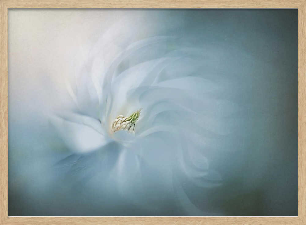 Ethereal Blue Bloom - Floral Photographic Stretched Canvas Poster or Fine Art Print