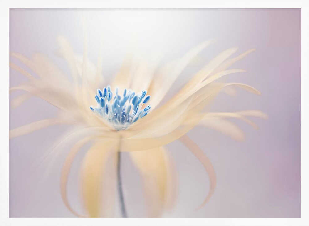 Ethereal Blue Bloom - Floral Photographic Stretched Canvas Poster or Fine Art Print