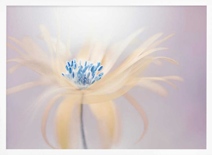 Ethereal Blue Bloom - Floral Photographic Stretched Canvas Poster or Fine Art Print