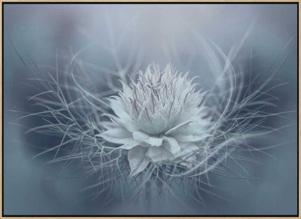 Ethereal Blue Bloom - Stretched Canvas Poster or Fine Art Print