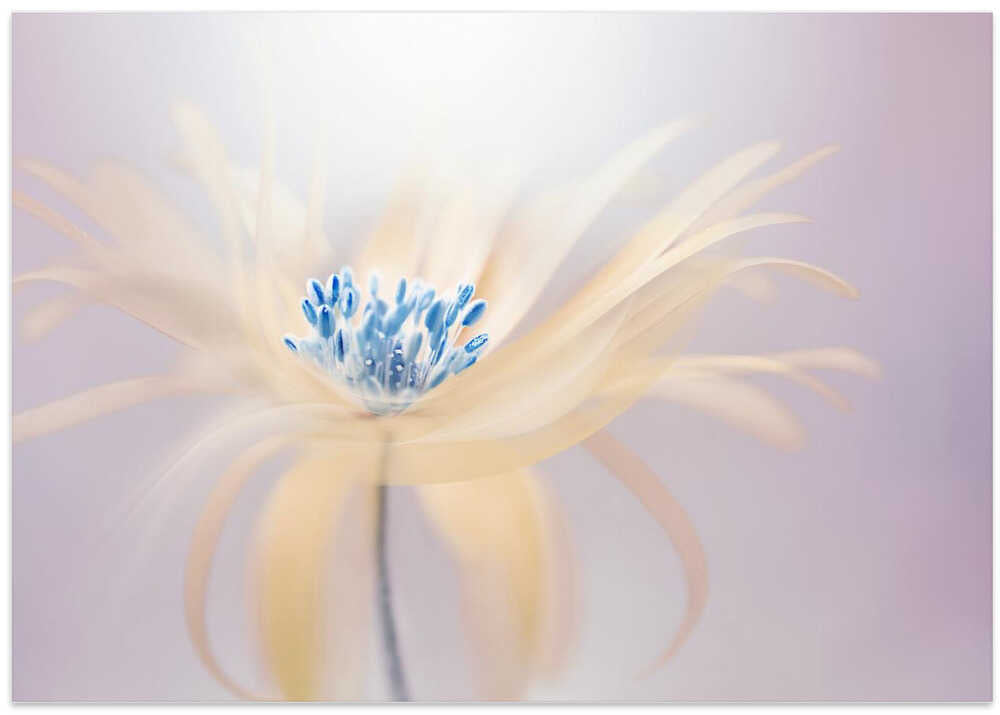 Ethereal Blue Bloom - Floral Photographic Stretched Canvas Poster or Fine Art Print