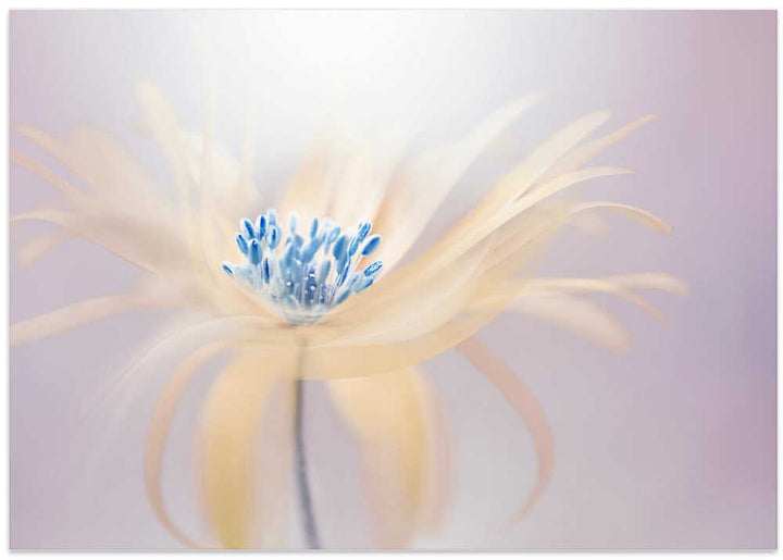 Ethereal Blue Bloom - Floral Photographic Stretched Canvas Poster or Fine Art Print