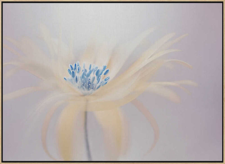 Ethereal Blue Bloom - Floral Photographic Stretched Canvas Poster or Fine Art Print