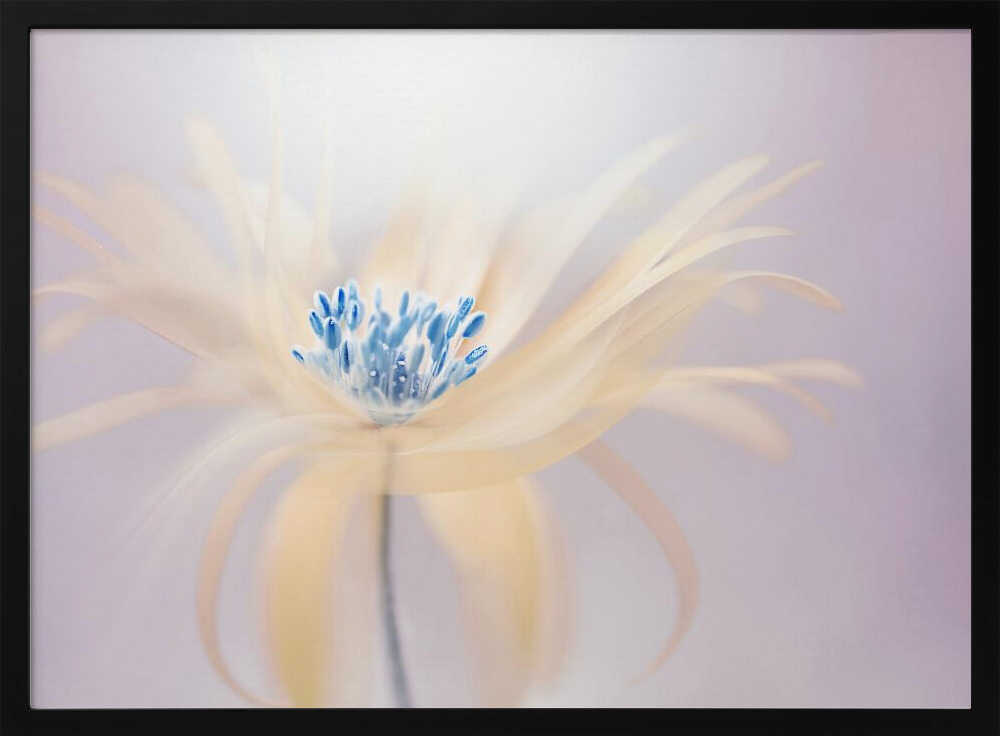 Ethereal Blue Bloom - Floral Photographic Stretched Canvas Poster or Fine Art Print