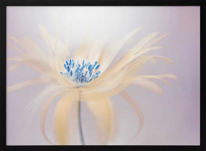 Ethereal Blue Bloom - Floral Photographic Stretched Canvas Poster or Fine Art Print