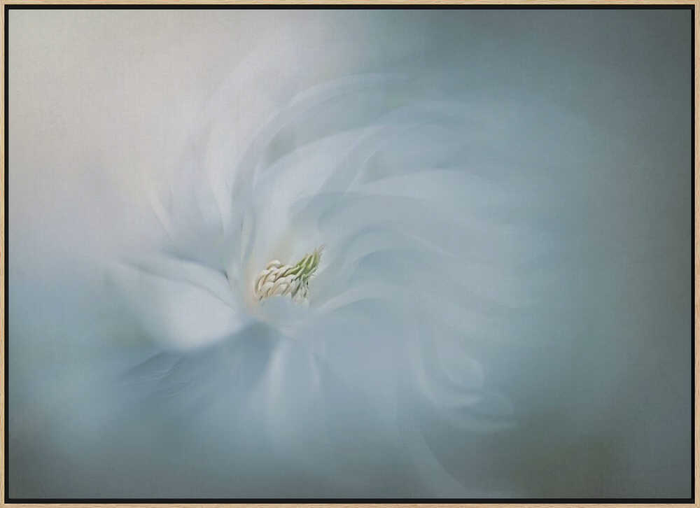 Ethereal Blue Bloom - Floral Photographic Stretched Canvas Poster or Fine Art Print