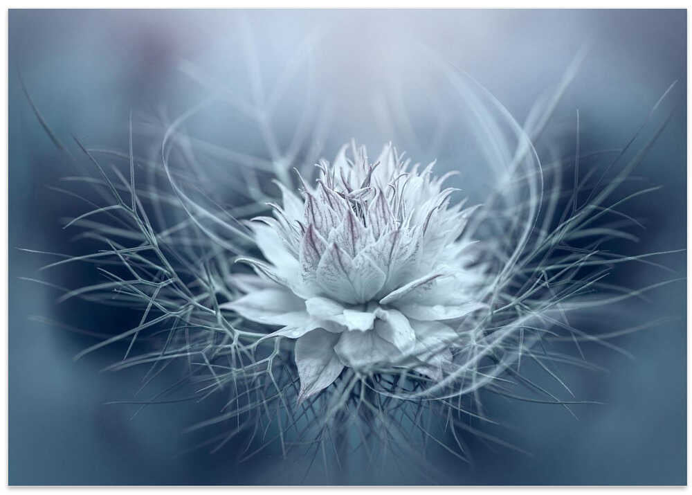 Ethereal Blue Bloom - Stretched Canvas Poster or Fine Art Print