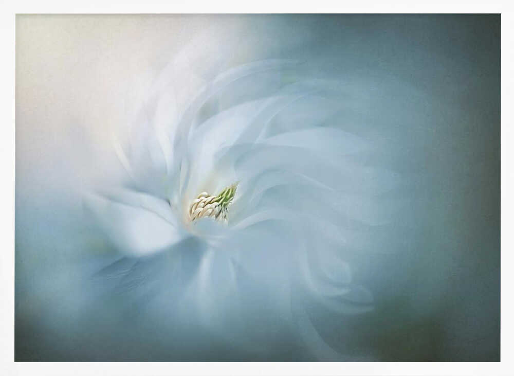 Ethereal Blue Bloom - Floral Photographic Stretched Canvas Poster or Fine Art Print