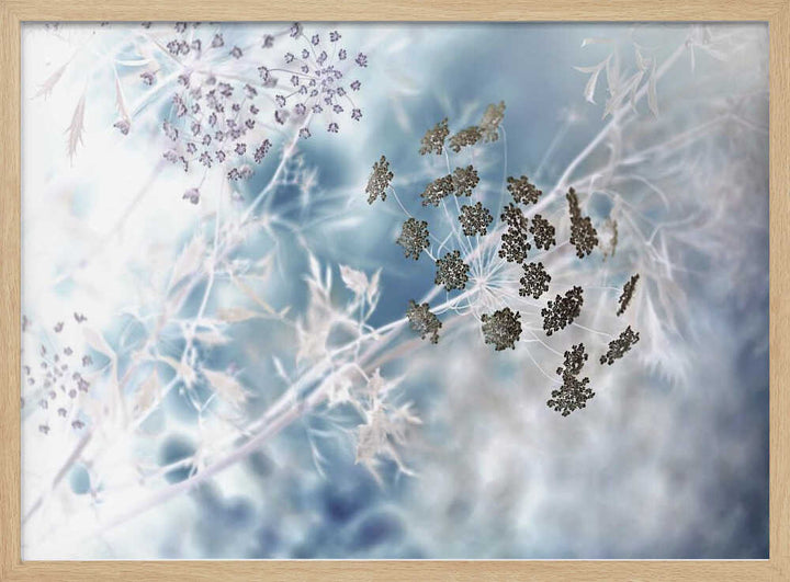 Ethereal Blue Botanicals - Floral Photographic Stretched Canvas Poster or Fine Art Print