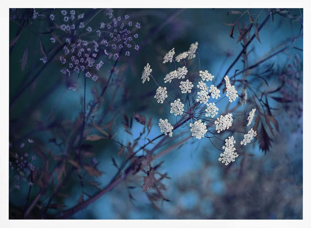 Ethereal Blue Flowers - Floral Photographic Stretched Canvas Poster or Fine Art Print