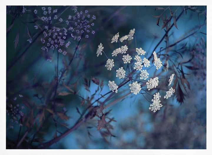Ethereal Blue Flowers - Floral Photographic Stretched Canvas Poster or Fine Art Print