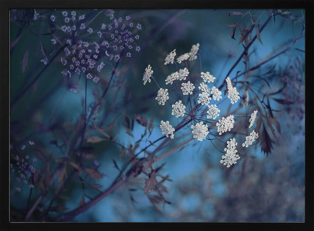 Ethereal Blue Flowers - Floral Photographic Stretched Canvas Poster or Fine Art Print