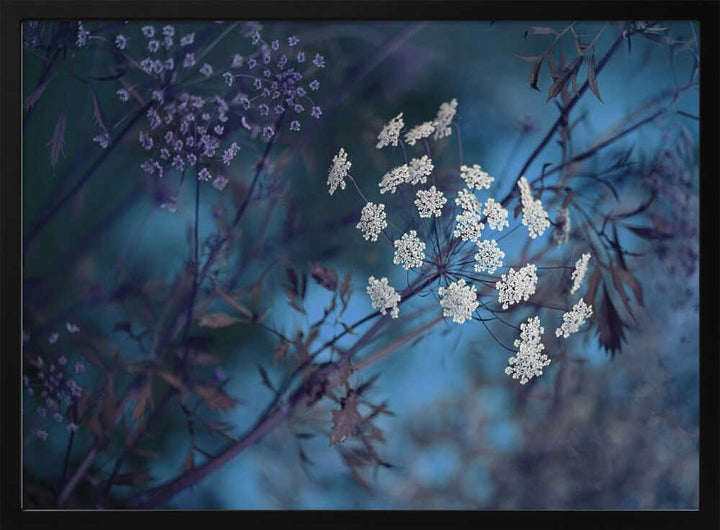 Ethereal Blue Flowers - Floral Photographic Stretched Canvas Poster or Fine Art Print