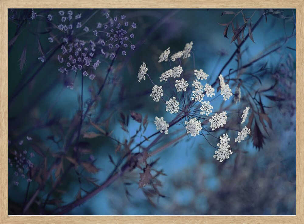 Ethereal Blue Flowers - Floral Photographic Stretched Canvas Poster or Fine Art Print