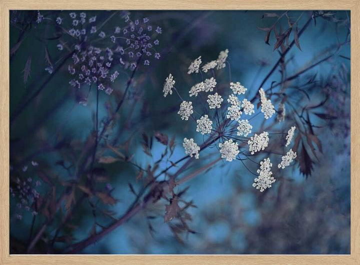 Ethereal Blue Flowers - Floral Photographic Stretched Canvas Poster or Fine Art Print