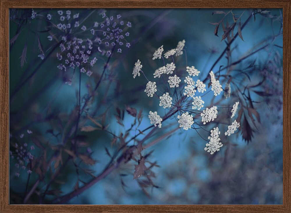 Ethereal Blue Flowers - Floral Photographic Stretched Canvas Poster or Fine Art Print